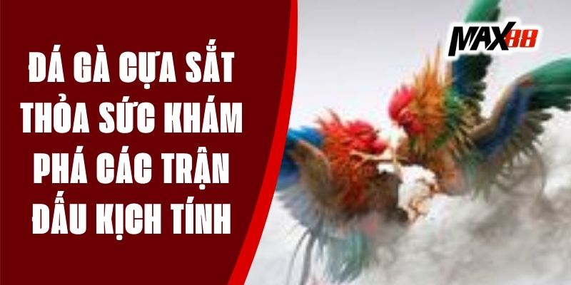 Đá Gà Cựa Sắt - Thỏa Sức Khám Phá Các Trận Đấu Kịch Tính