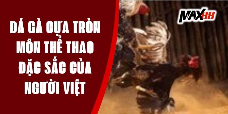 Đá Gà Cựa Tròn - Môn Thể Thao Đặc Sắc Của Người Việt