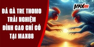 Đá Gà Tre Thomo - Trải Nghiệm Đỉnh Cao Chỉ Có Tại Max88